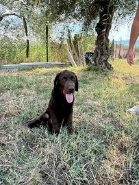 Cucciolo Labrador 3 mesi