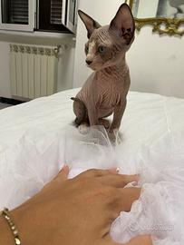 Gattino sphynx