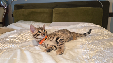 Bengala gatto con pedigree ANFI