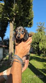 Cuccioli di bassotto nano e kaninchen