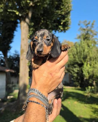 Cuccioli di bassotto nano e kaninchen