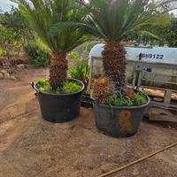 Coppia di piante di cicas 