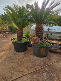 Coppia di piante di cicas 