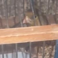 Incardellato giovane di passata