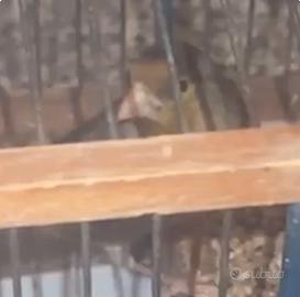 Incardellato giovane di passata