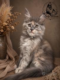 Cucciola di razza Maine Coon con pedigree AFeF