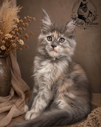 Cucciola di razza Maine Coon con pedigree AFeF