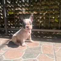 Cucciolo di bulldog francese