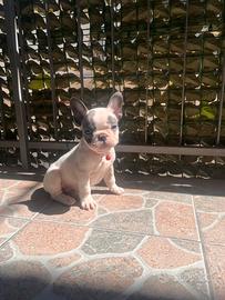 Cucciolo di bulldog francese