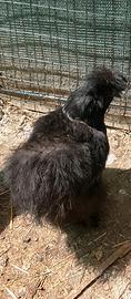 Gallina moroseta