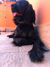 Accoppiamento cocker