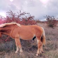 Stallone haflinger
