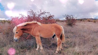 Stallone haflinger