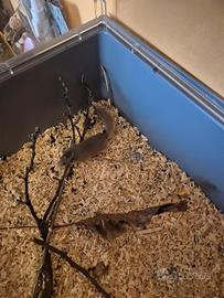 Coppia di minighiri africani