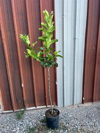 Piante agrumi in vaso