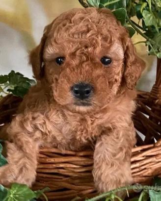 Cuccioli barboncino Toy MiniToy disponbili ora