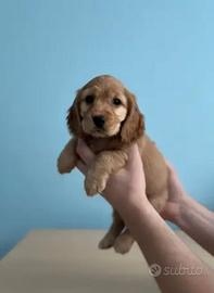 Cocker Spaniel linea Inglese