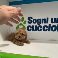Maltipoo fulvo mini toy barboncino maltese