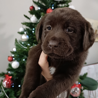 Cucciolo di labrador retriever chocolate con pedig