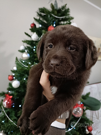 Cucciolo di labrador retriever chocolate con pedig