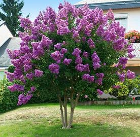 semi di lagerstroemia