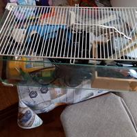 Acquario 60 l  per tartarughe con accessori vari 