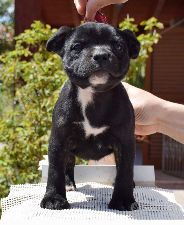 Tazza Pastore Australiano Per Colazione, The, Tisana, Caffè, Cappuccino. Gadget Tazza Mai Sottovalutare Una Donna Con Un Cane Pastore Australiano. Idea Regalo Originale - Foto 13