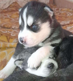 Siberian Husky Cuccioli