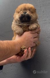 Chow chow rosso maschio e femmina