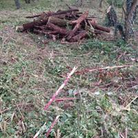 legna da ardere o tronchi 