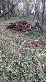 legna da ardere o tronchi 