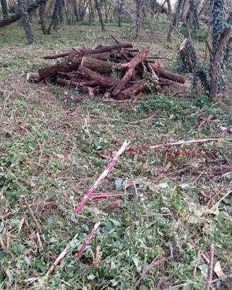 legna da ardere o tronchi 