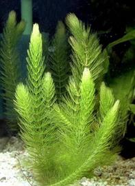 Ceratophillum demersum pianta acquatica