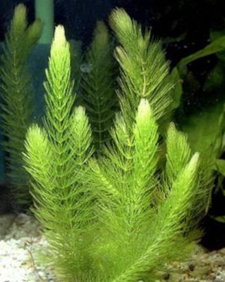 Ceratophillum demersum pianta acquatica