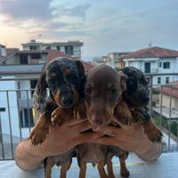 2 cuccioli di bassotto brown chocolate arlecchino