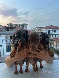 2 cuccioli di bassotto brown chocolate arlecchino