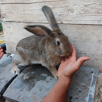 Conigli giganti e incrociati