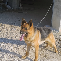 Pastore tedesco per monta