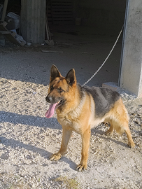 Pastore tedesco per monta