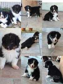 Australian shepherd