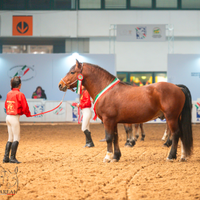 Stallone Appenninico Vincitore in carica