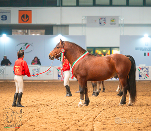 Stallone Appenninico Vincitore in carica