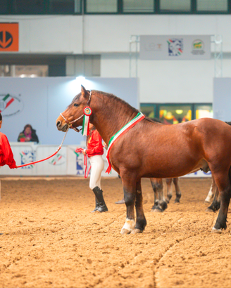 Stallone Appenninico Vincitore in carica