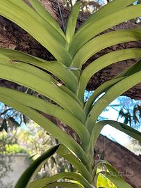 Orchidea Vanda