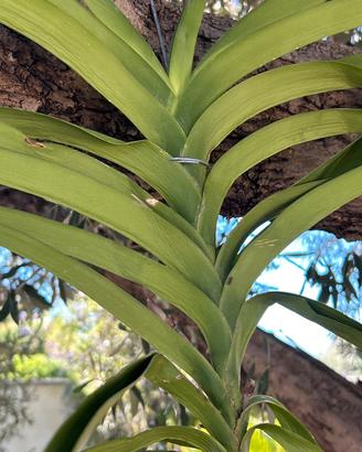Orchidea Vanda