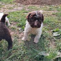 Cuccioli di lagotto romagnolo