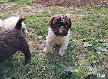 Cuccioli di lagotto romagnolo