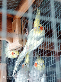 Pappagalli calopsite