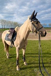 Pony femmina 11 anni