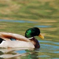 Maschio di anatra germano